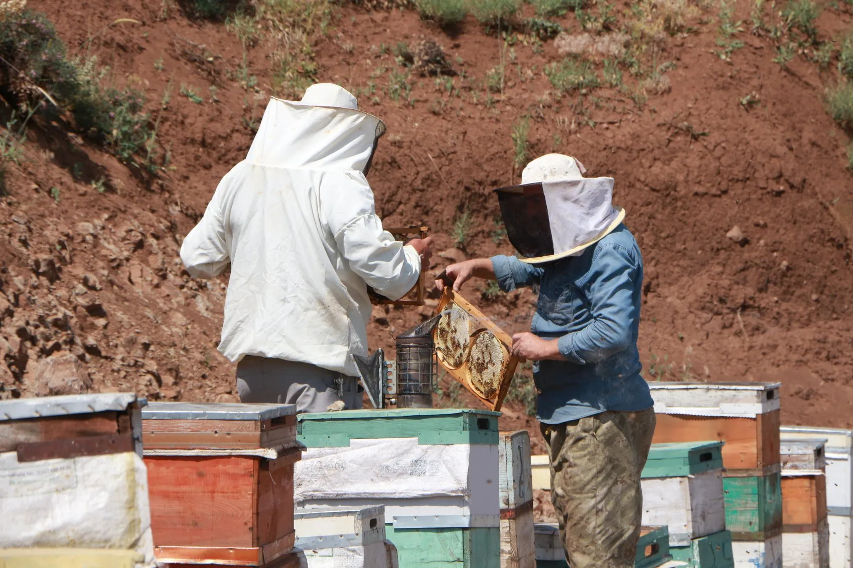 Bingölün tescilli balında hasat heyecanı başladı