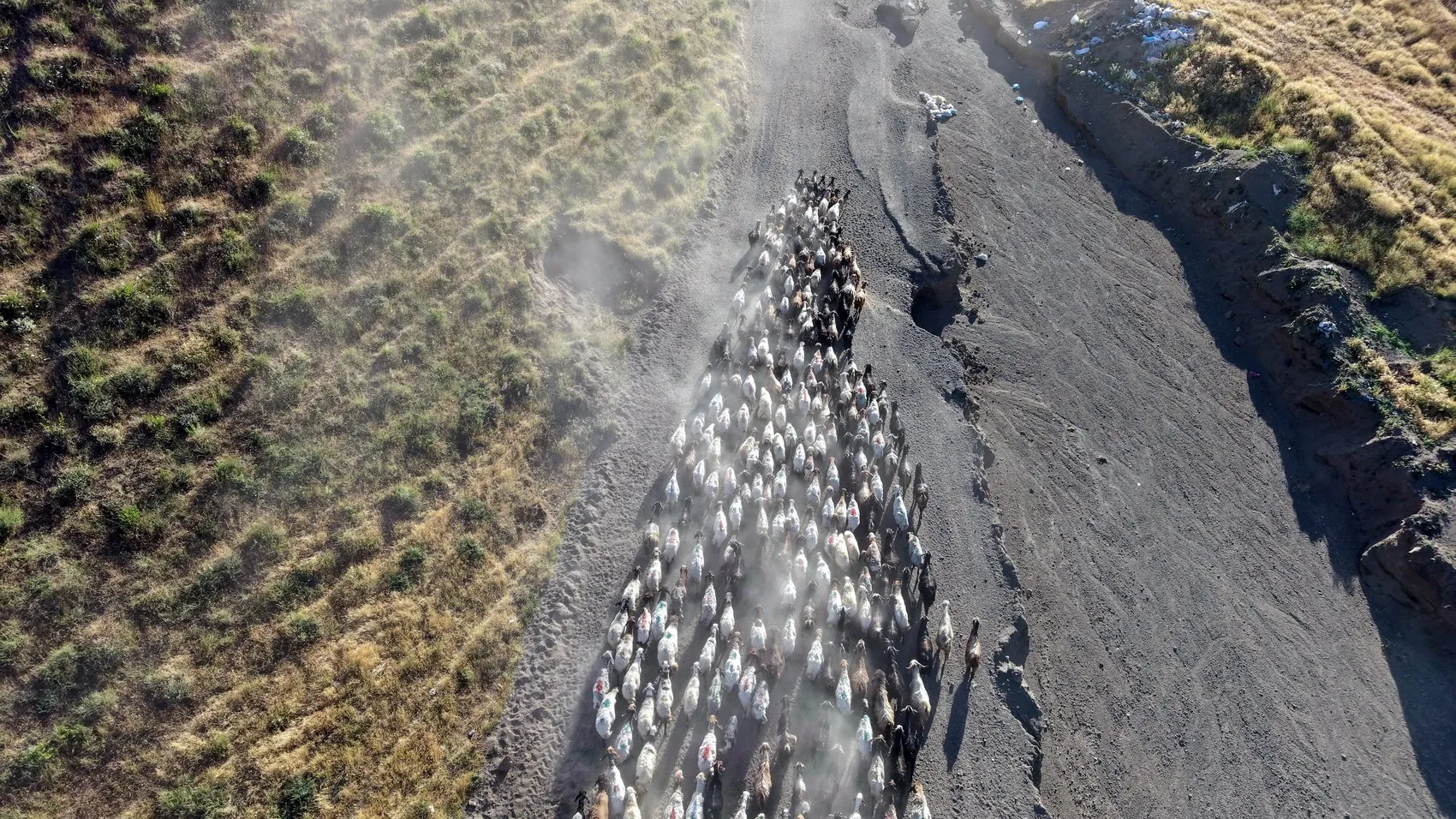 Bitlis dağlarında hayvancılık geleneği tozlu yollarla sürüyor