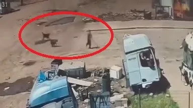 Silopi'de köpeklerin kovaladığı küçük çocuğu babası ve amcası son anda kurtardı