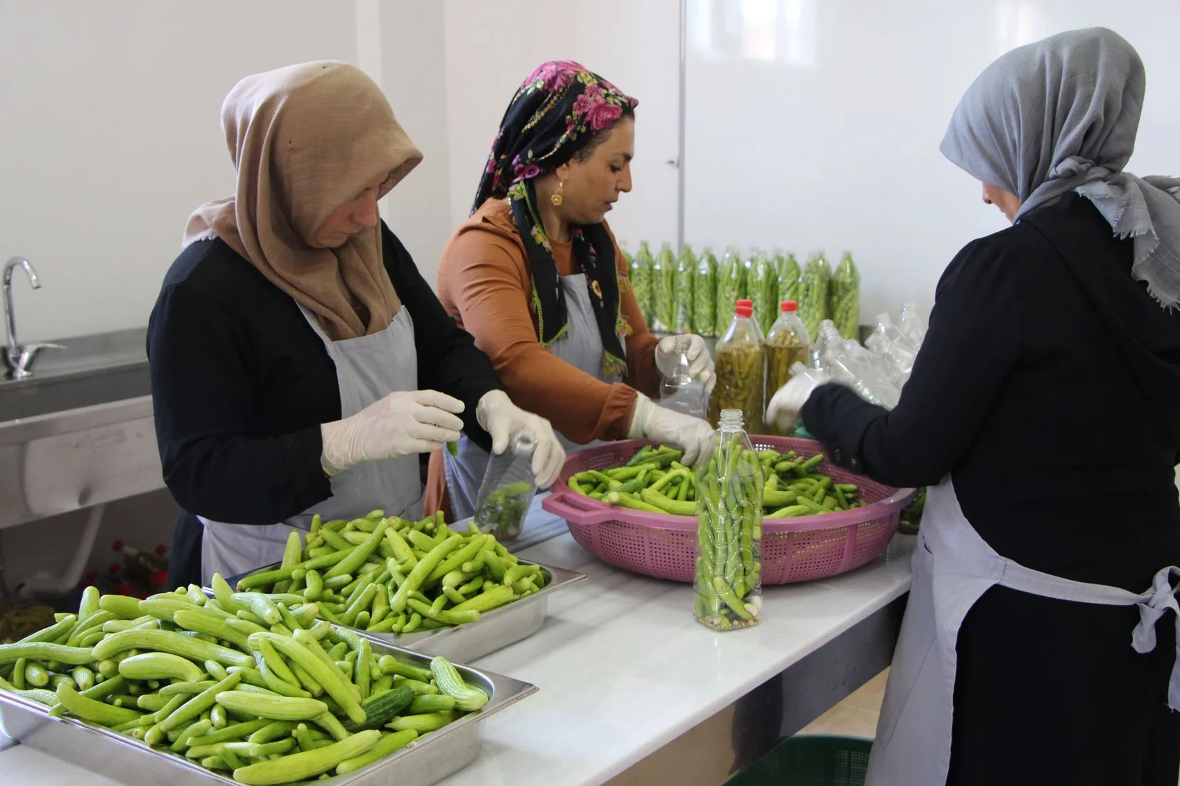 Midyatlı kadınlar tescilli acurları beş tonluk turşuya dönüştürüyor