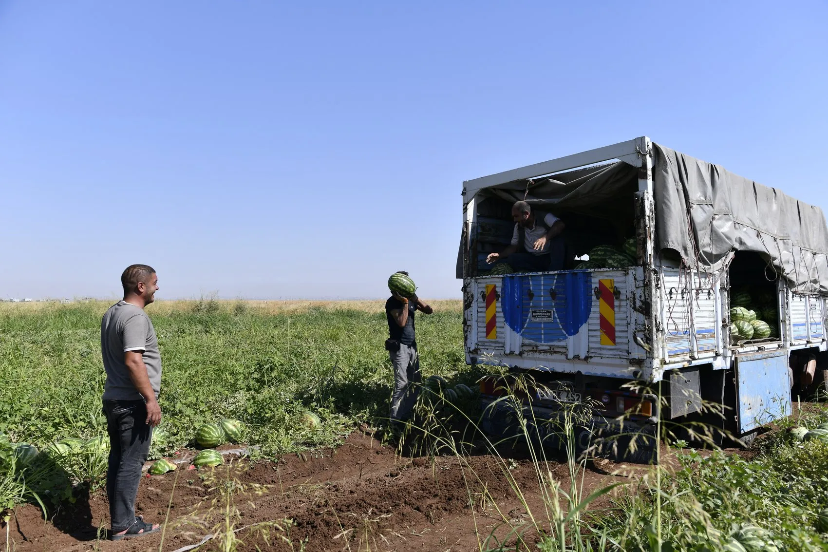 Diyarbakır karpuzunda hasat sezonu bereketli geçiyor