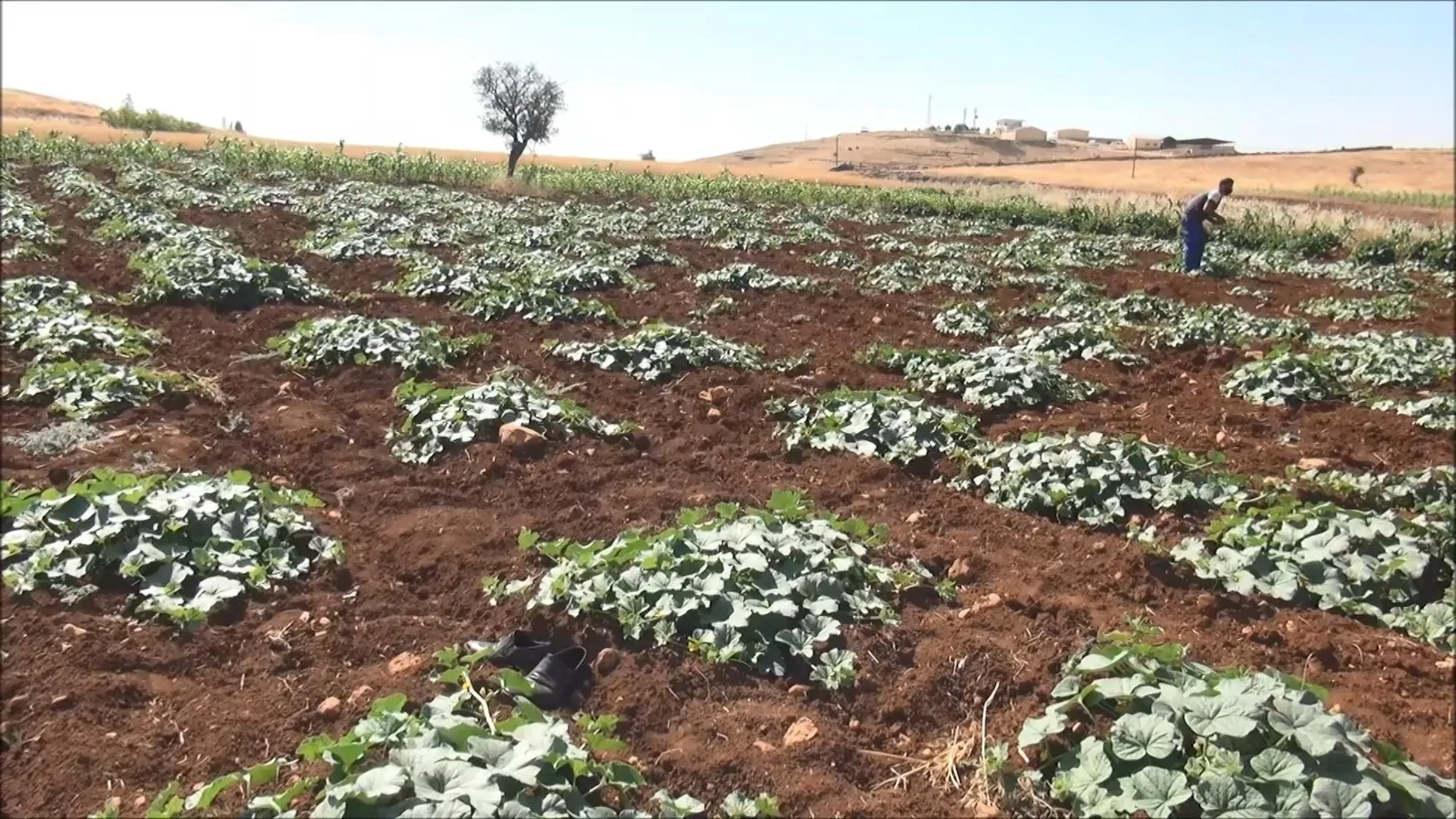 Midyatlı kadınlar tescilli acurları beş tonluk turşuya dönüştürüyor