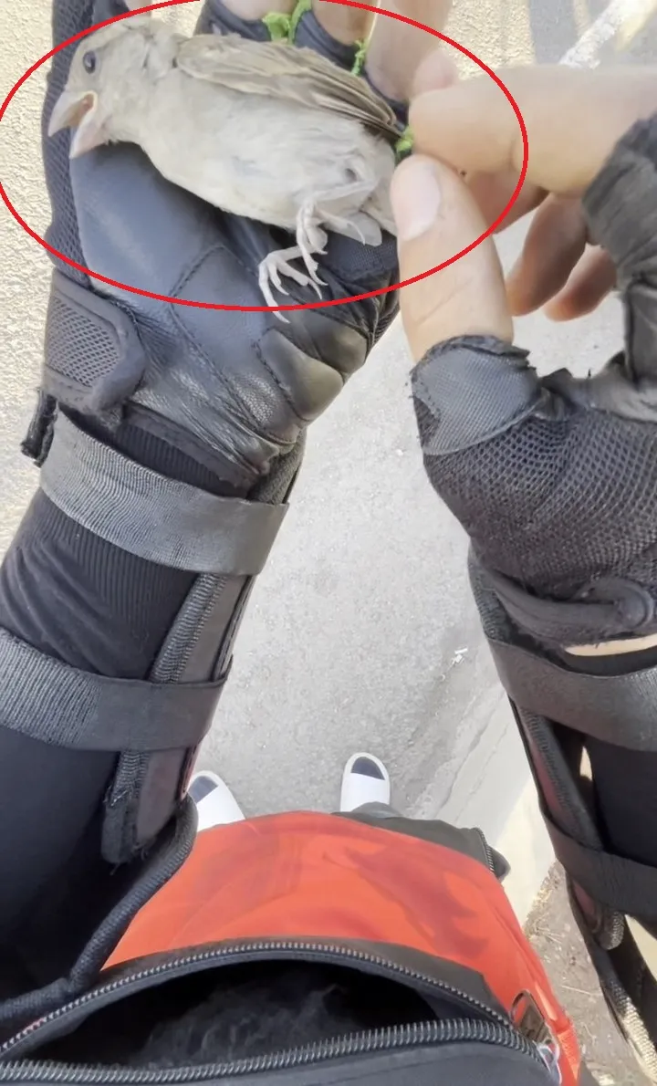 Diyarbakırlı kurye yolda çırpınan serçenin hayatını kurtardı