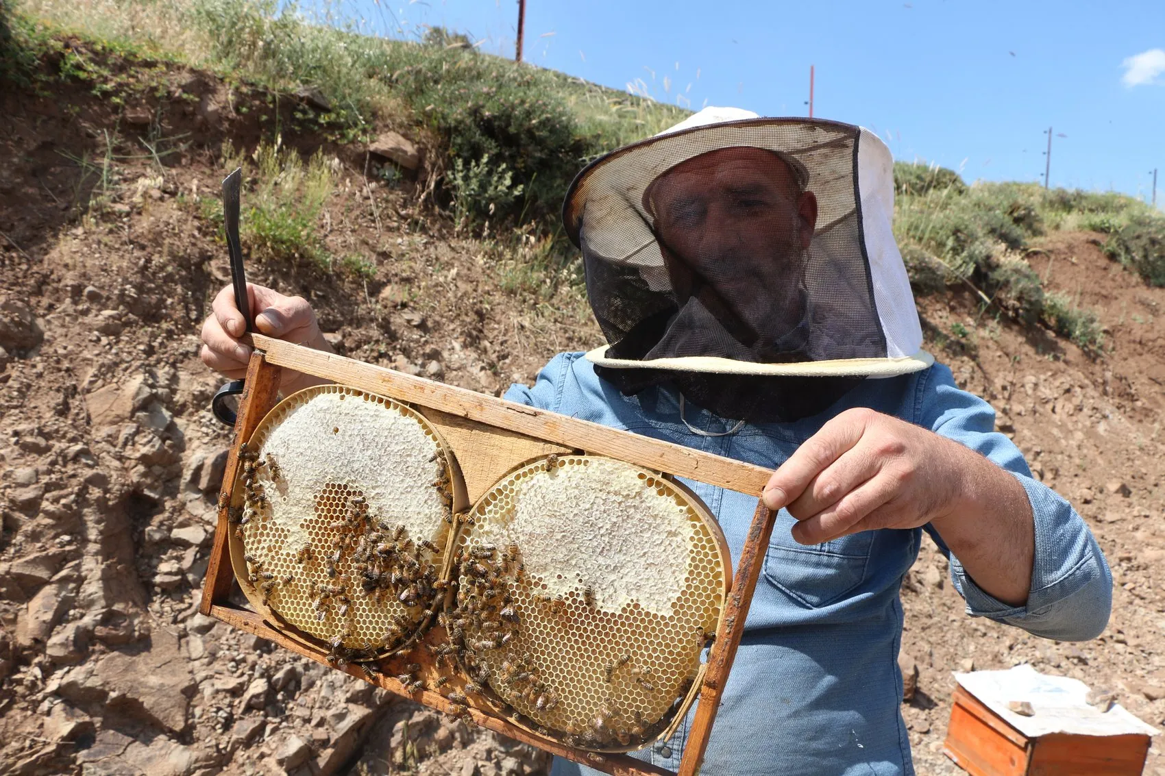 Bingölün tescilli balında hasat heyecanı başladı