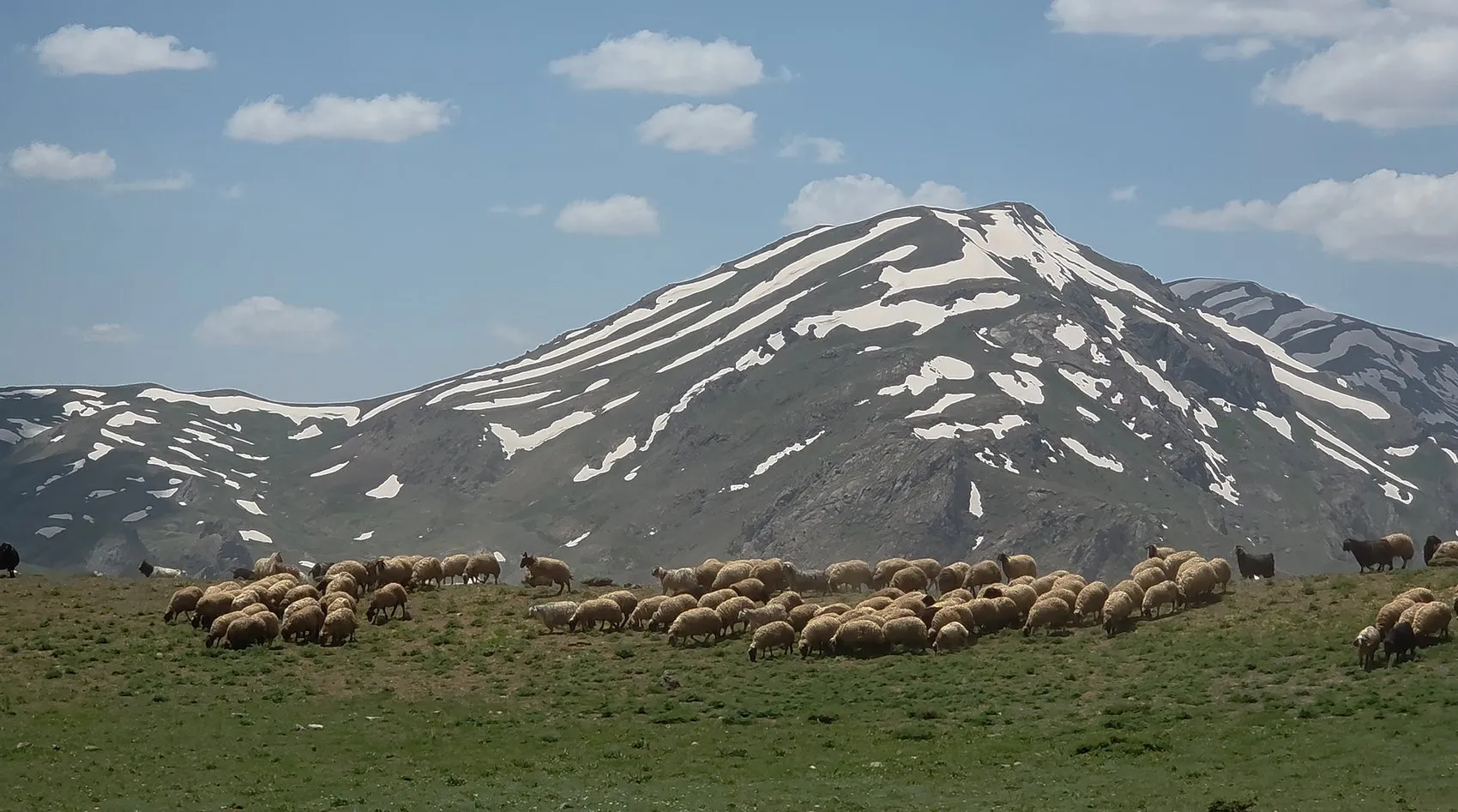 Van'da Norduz koyunları dijital teknolojilerle takip altına alınıyor