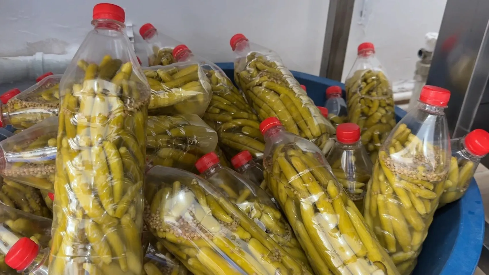 Midyatlı kadınlar tescilli acurları beş tonluk turşuya dönüştürüyor