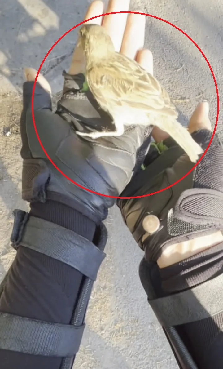 Diyarbakırlı kurye yolda çırpınan serçenin hayatını kurtardı