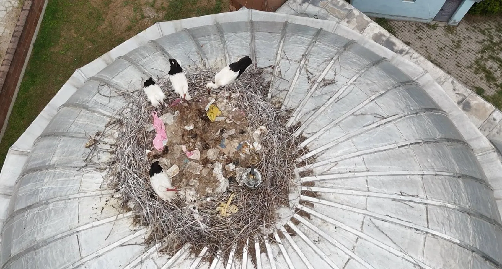 Patnos sakinlerini sevindiren leylekler yuvalarına geç ulaştı