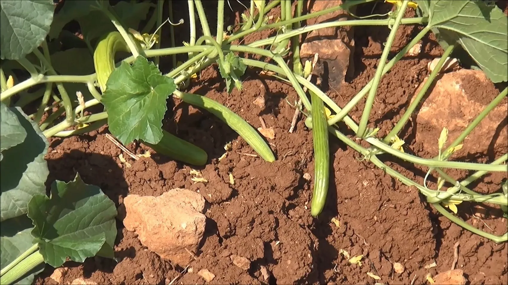 Midyatlı kadınlar tescilli acurları beş tonluk turşuya dönüştürüyor
