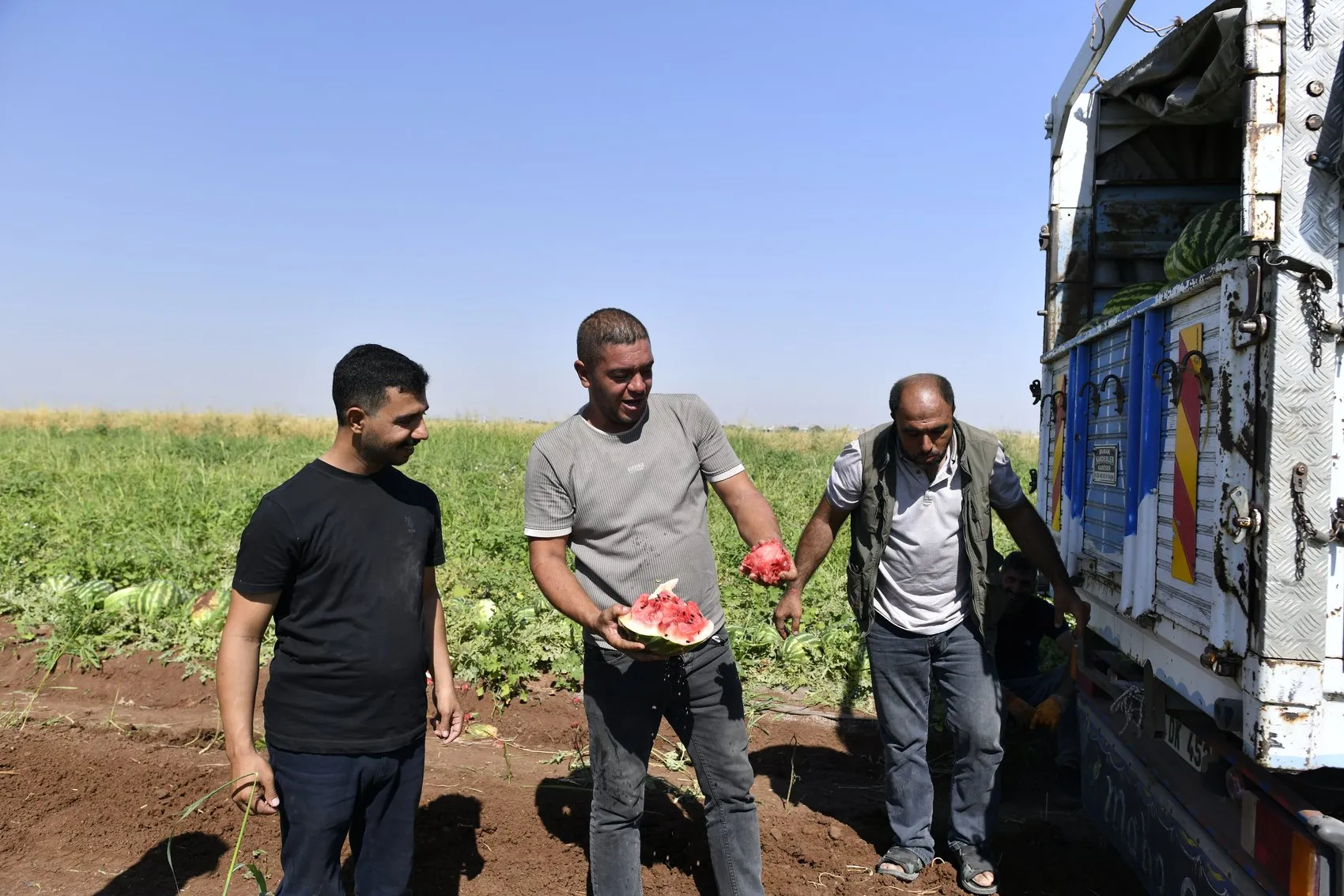 Diyarbakır karpuzunda hasat sezonu bereketli geçiyor