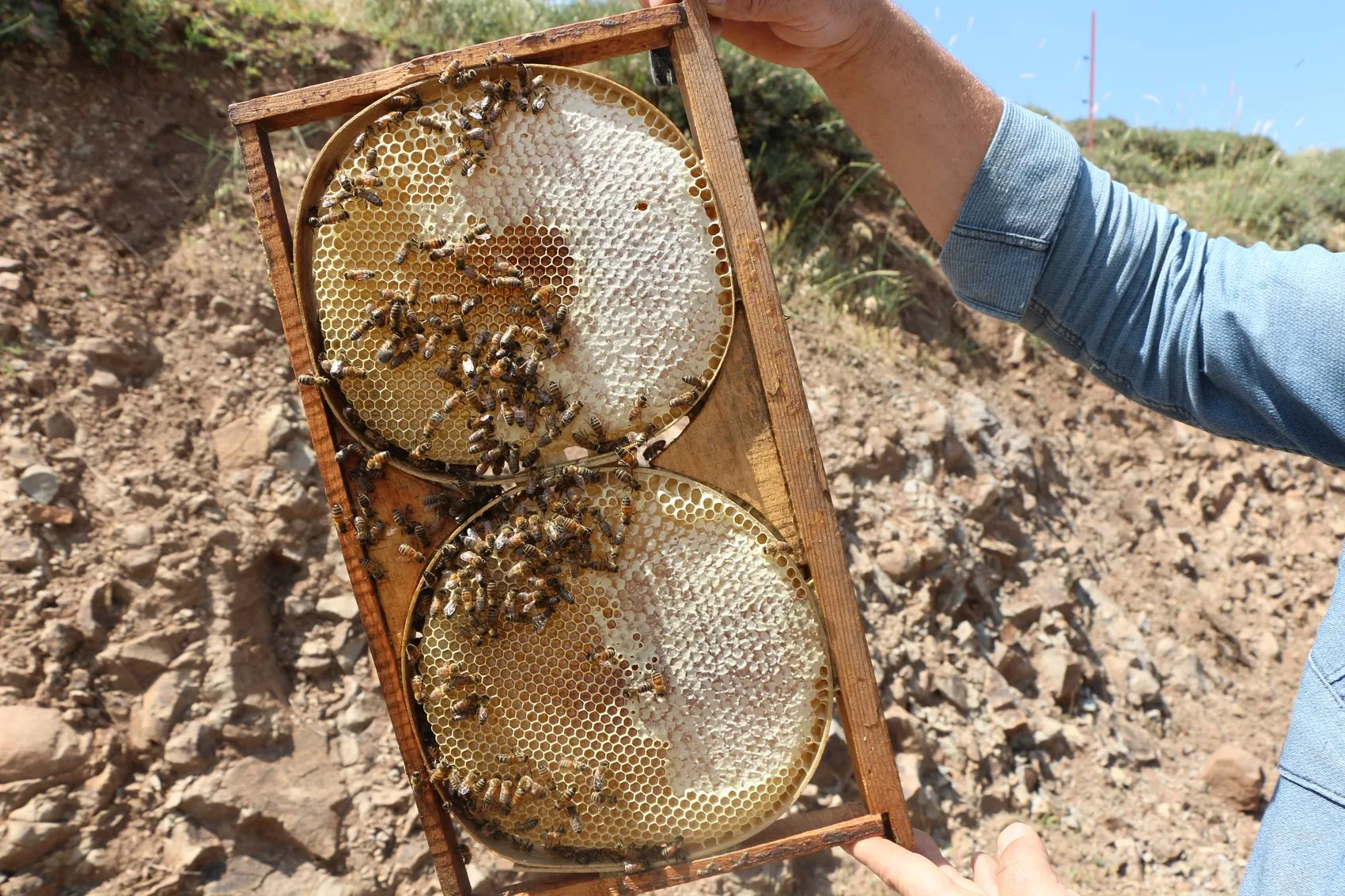Bingölün tescilli balında hasat heyecanı başladı