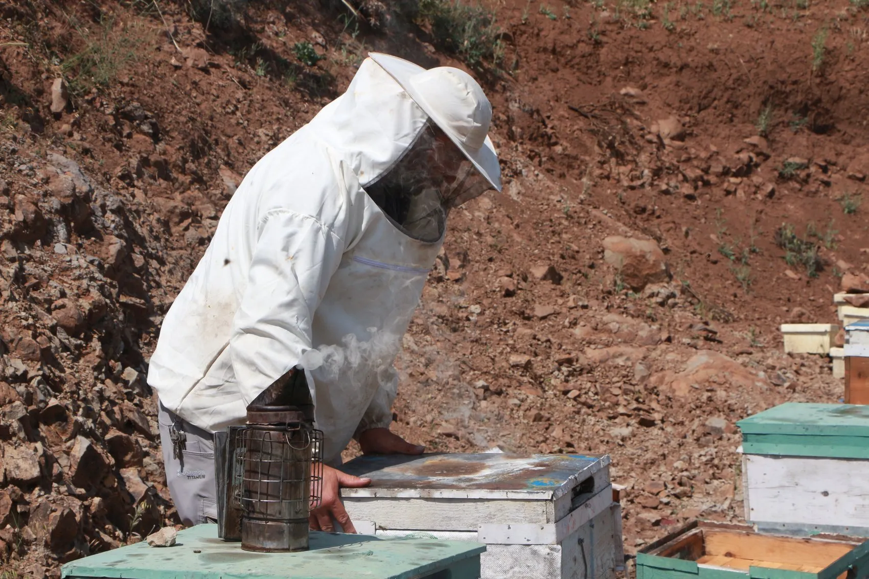 Bingölün tescilli balında hasat heyecanı başladı