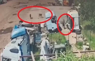 Silopi'de köpeklerin kovaladığı küçük çocuğu babası ve amcası son anda kurtardı