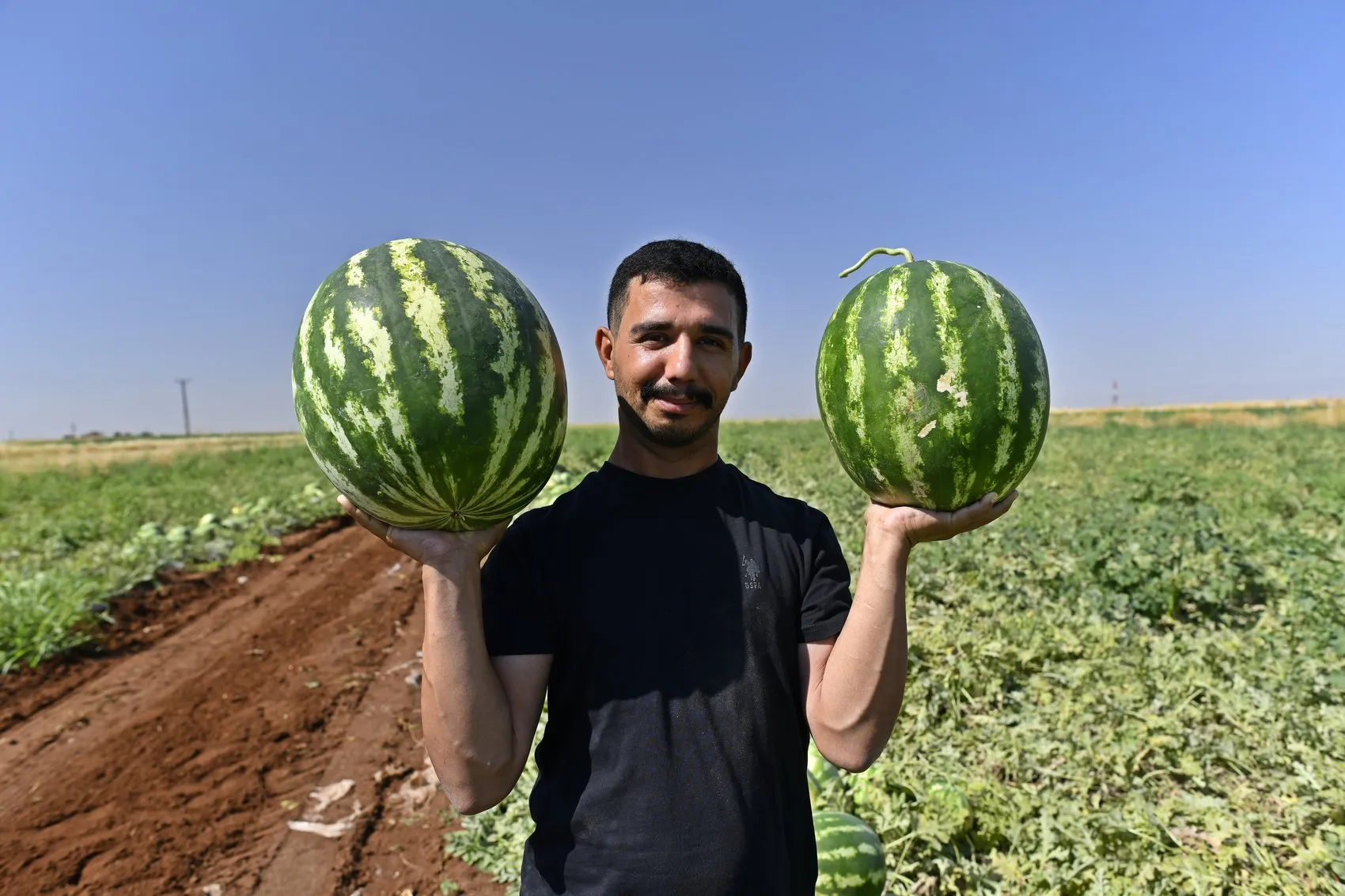 Diyarbakır karpuzunda hasat sezonu bereketli geçiyor