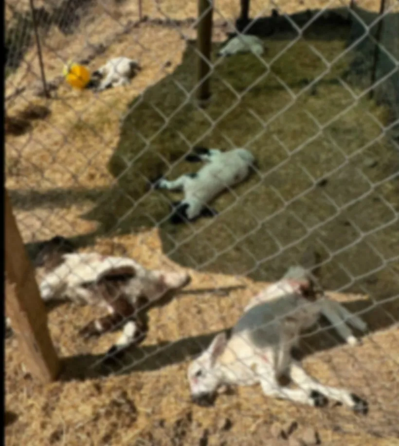 Bismil ilçesinde ağıla giren sahipsiz köpekler 15 kuzuyu telef etti