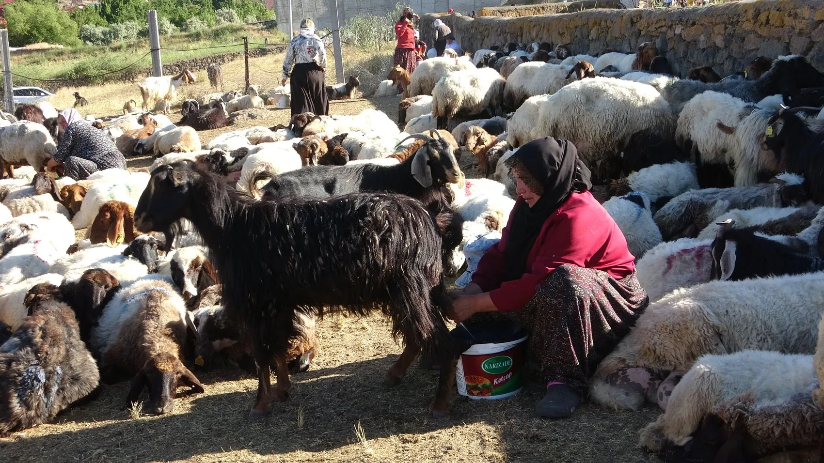 Bitlis dağlarında hayvancılık geleneği tozlu yollarla sürüyor