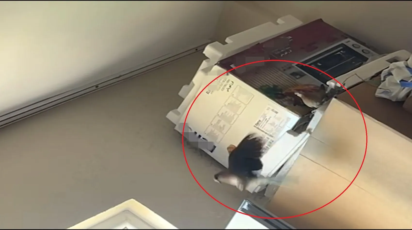 Siirtli kadının evine giren kumru buzdolabının üzerine yuva kurdu