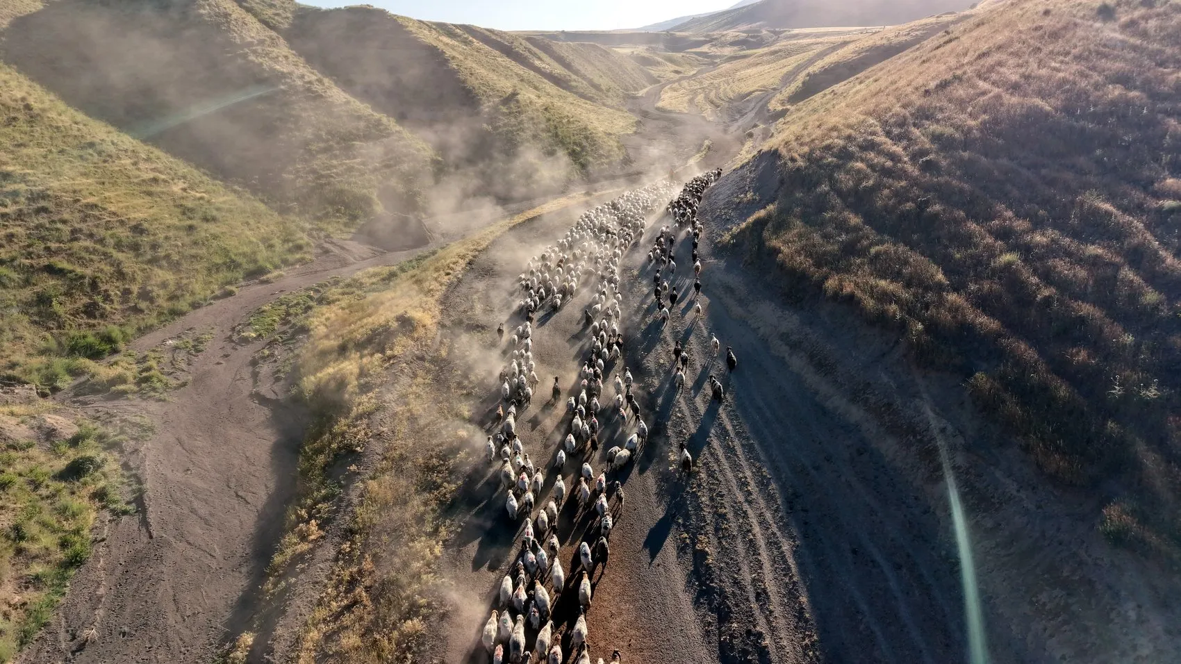 Bitlis dağlarında hayvancılık geleneği tozlu yollarla sürüyor