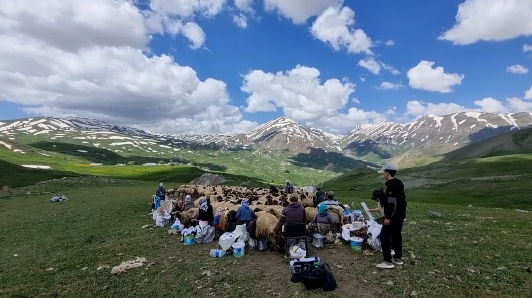 Van'da Norduz koyunları dijital teknolojilerle takip altına alınıyor