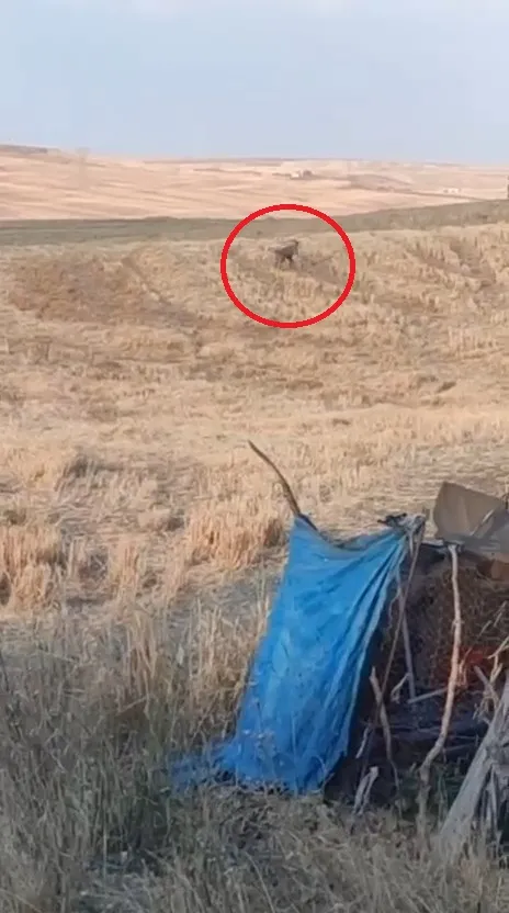 Bismil ilçesinde ağıla giren sahipsiz köpekler 15 kuzuyu telef etti