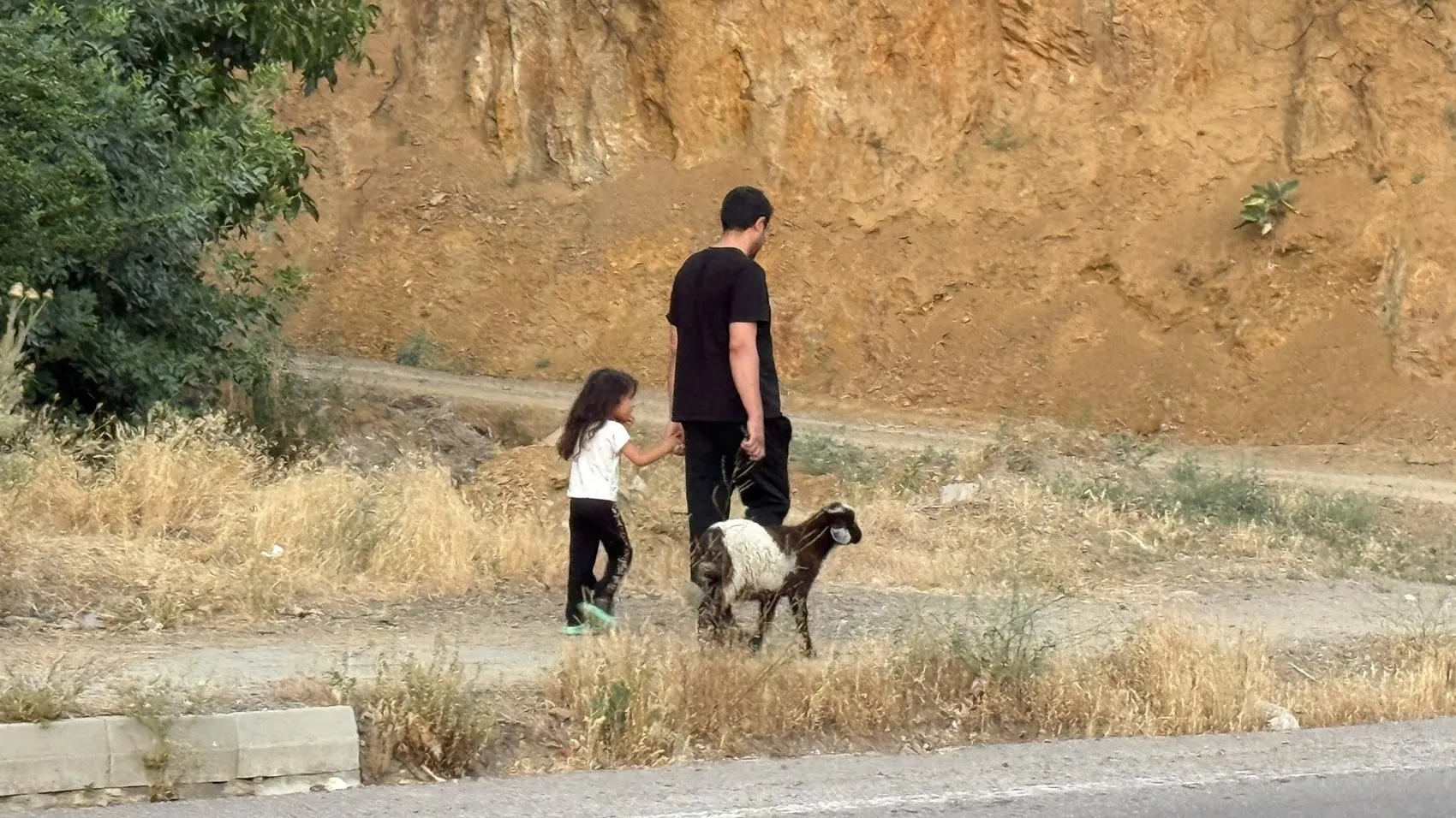 Hakkari'de öksüz kuzu Arif ailenin bir parçası oldu