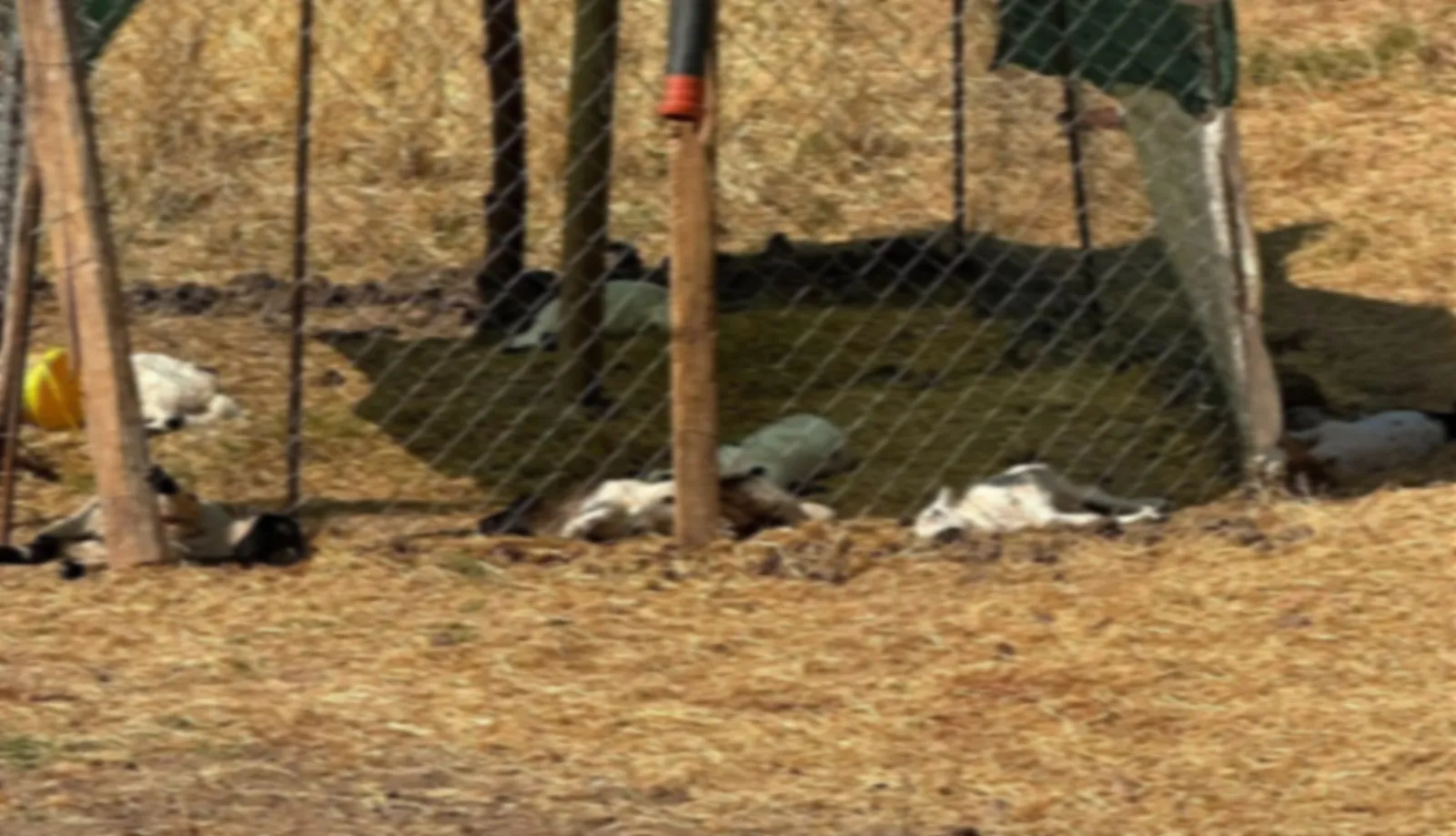 Bismil ilçesinde ağıla giren sahipsiz köpekler 15 kuzuyu telef etti