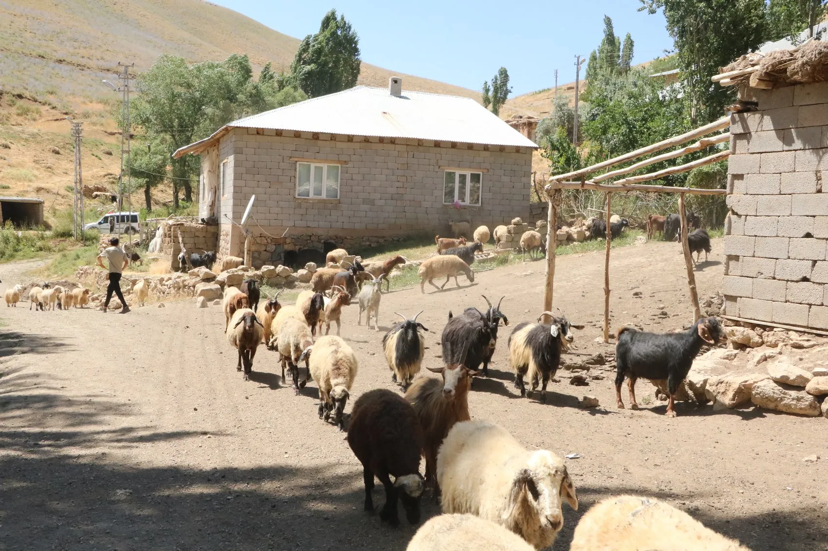 Yüksekova Gedikli mezrasında susuz kalan besiciler çözüm bekliyor