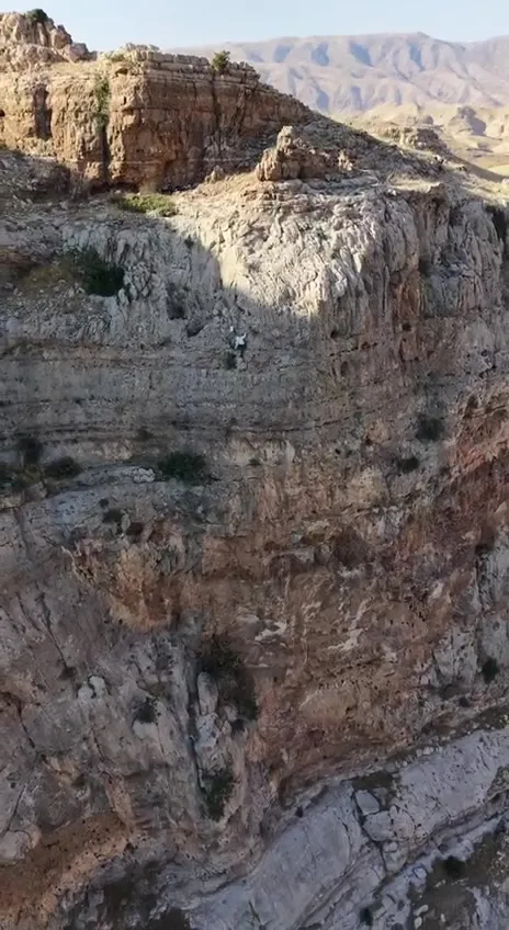 Batmanlı öğretmen yüzlerce metre yükseklikte kaya balı topluyor