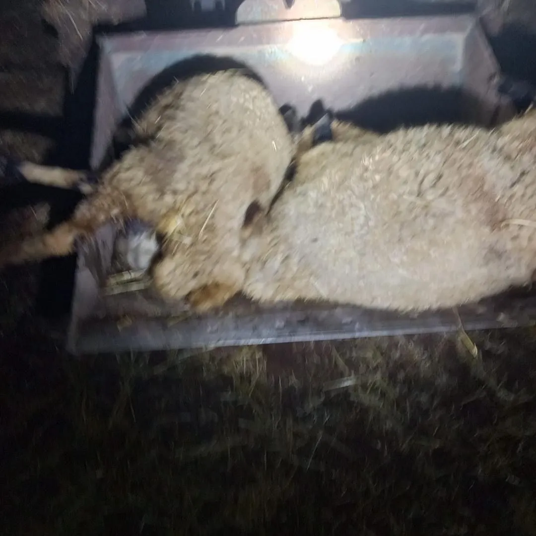Çınar'da gece yağışı ağıla yıldırım düşürdü