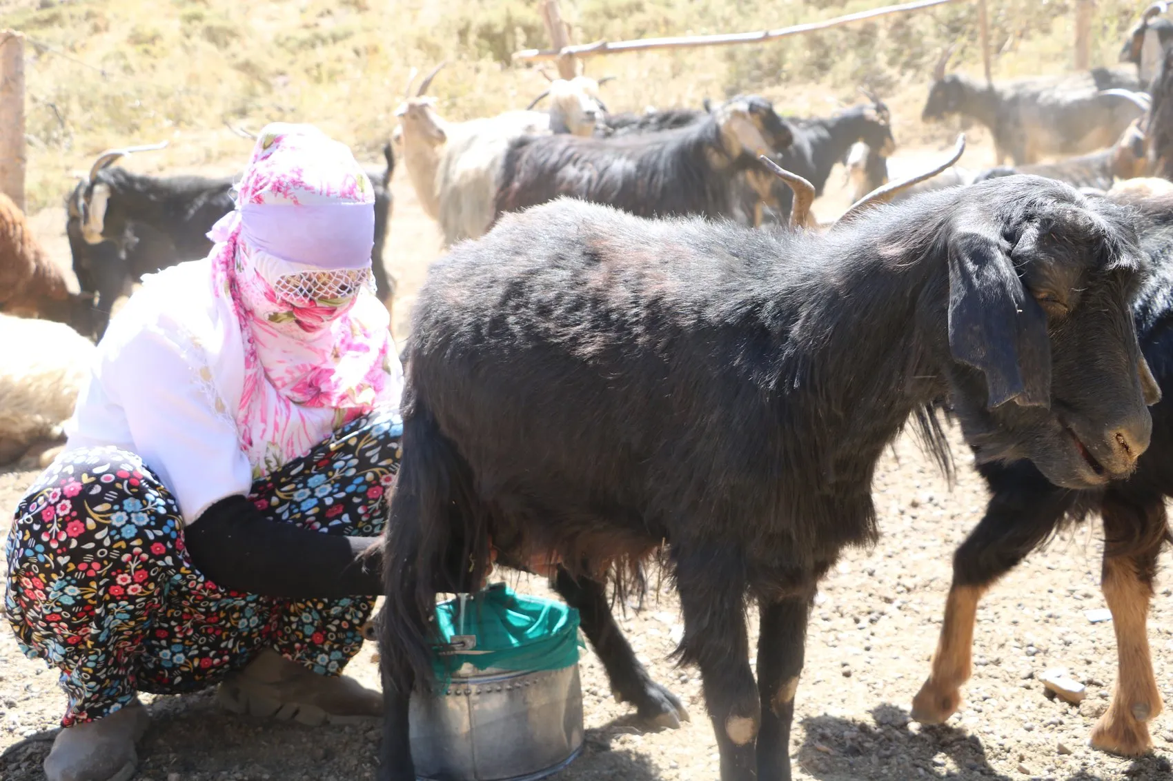 Hakkari yaylalarında mesai bitimi halayla gelen neşe