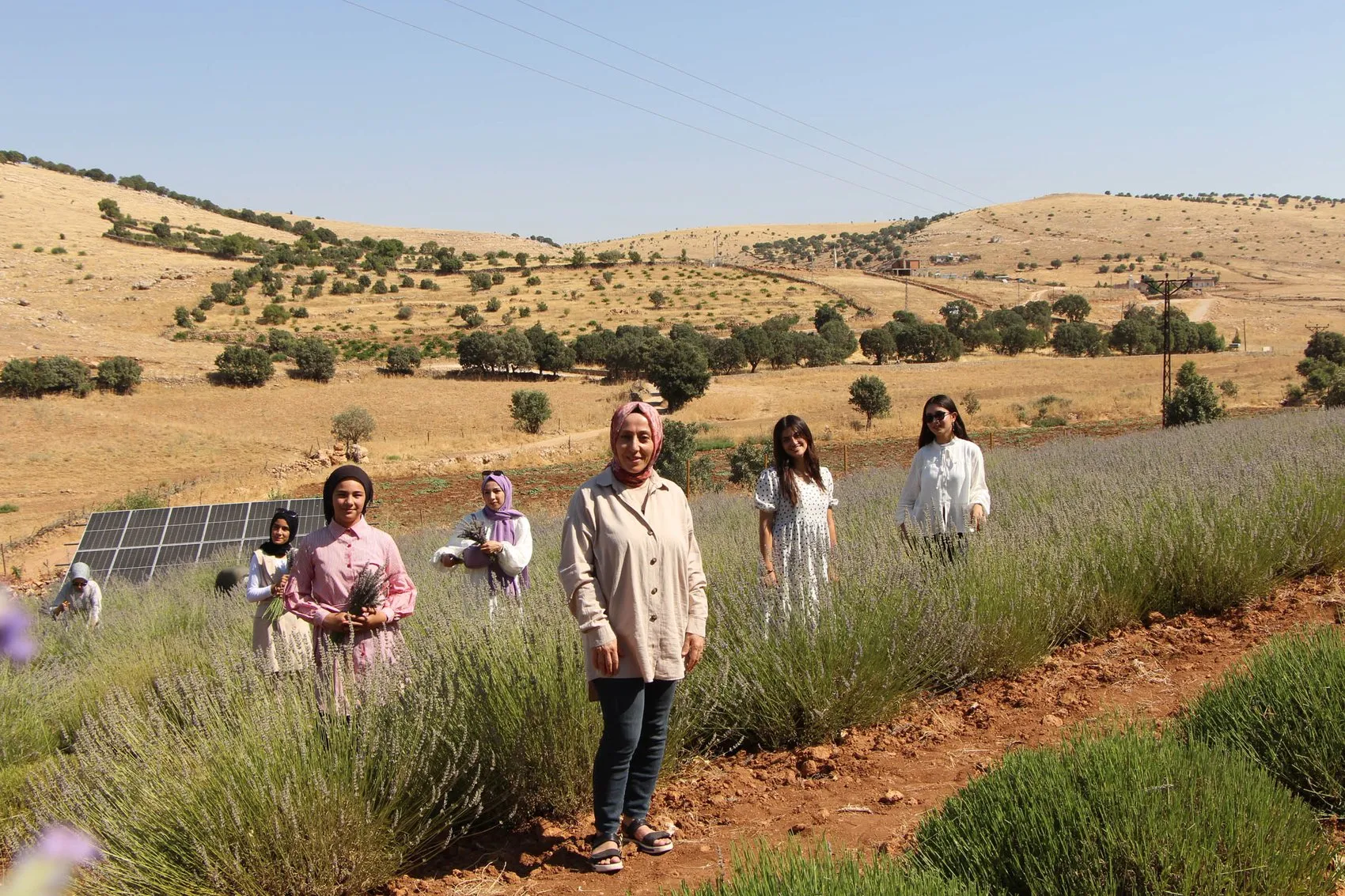 Midyatlı kadınlar kırk yıllık boş araziyi lavanta tarlasına çevirdi