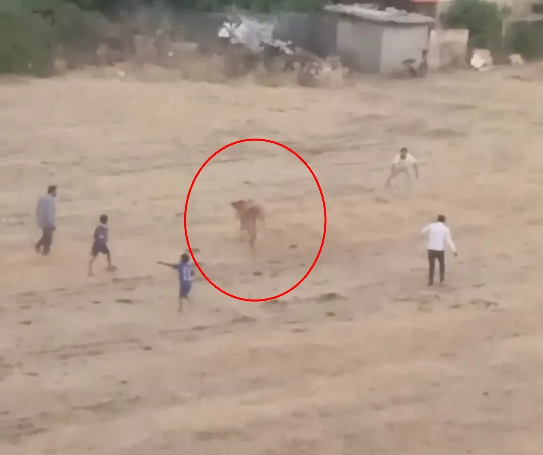 İpinden kurtulan inek sahibini yere devirdi, kovalamaca kamerada