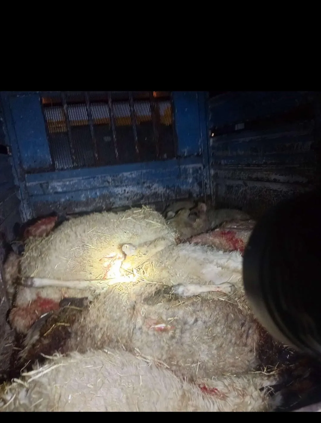 Çınar'da gece yağışı ağıla yıldırım düşürdü