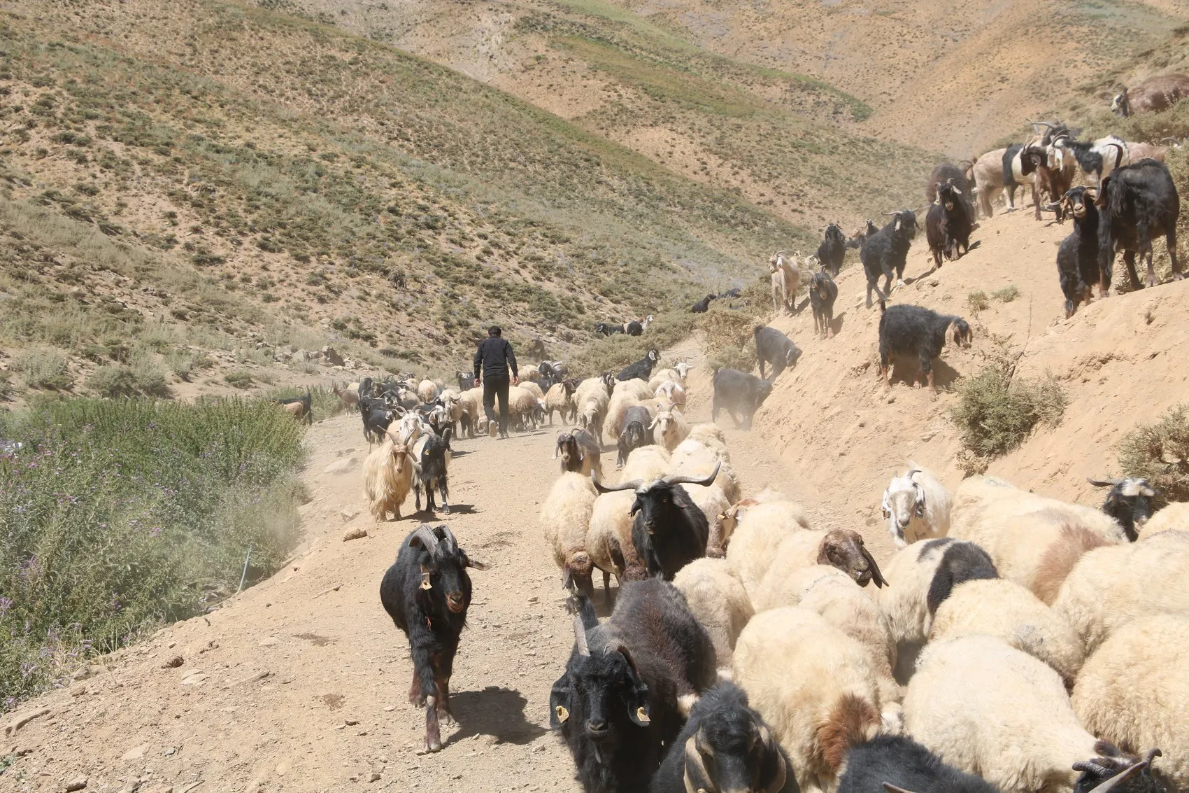 Hakkari yaylalarında mesai bitimi halayla gelen neşe