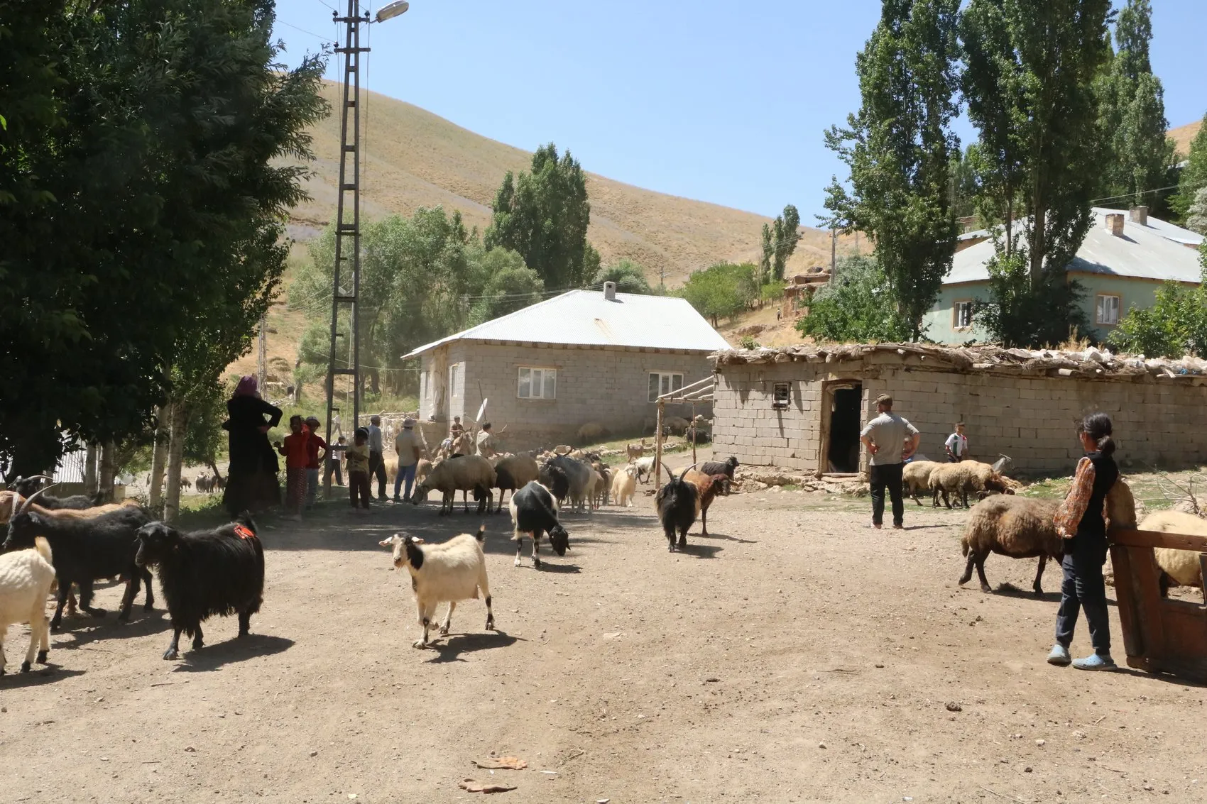 Yüksekova Gedikli mezrasında susuz kalan besiciler çözüm bekliyor