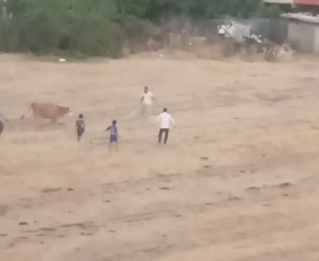 İpinden kurtulan inek sahibini yere devirdi, kovalamaca kamerada