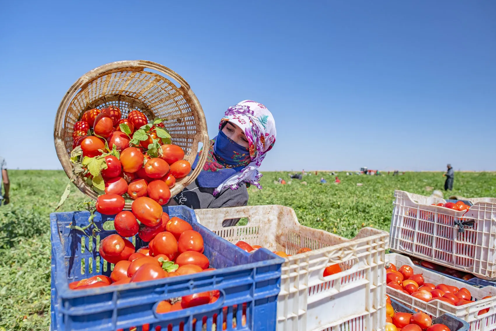 Diyarbakır Karacadağ domatesleri dünya mutfaklarına lezzet taşıyor