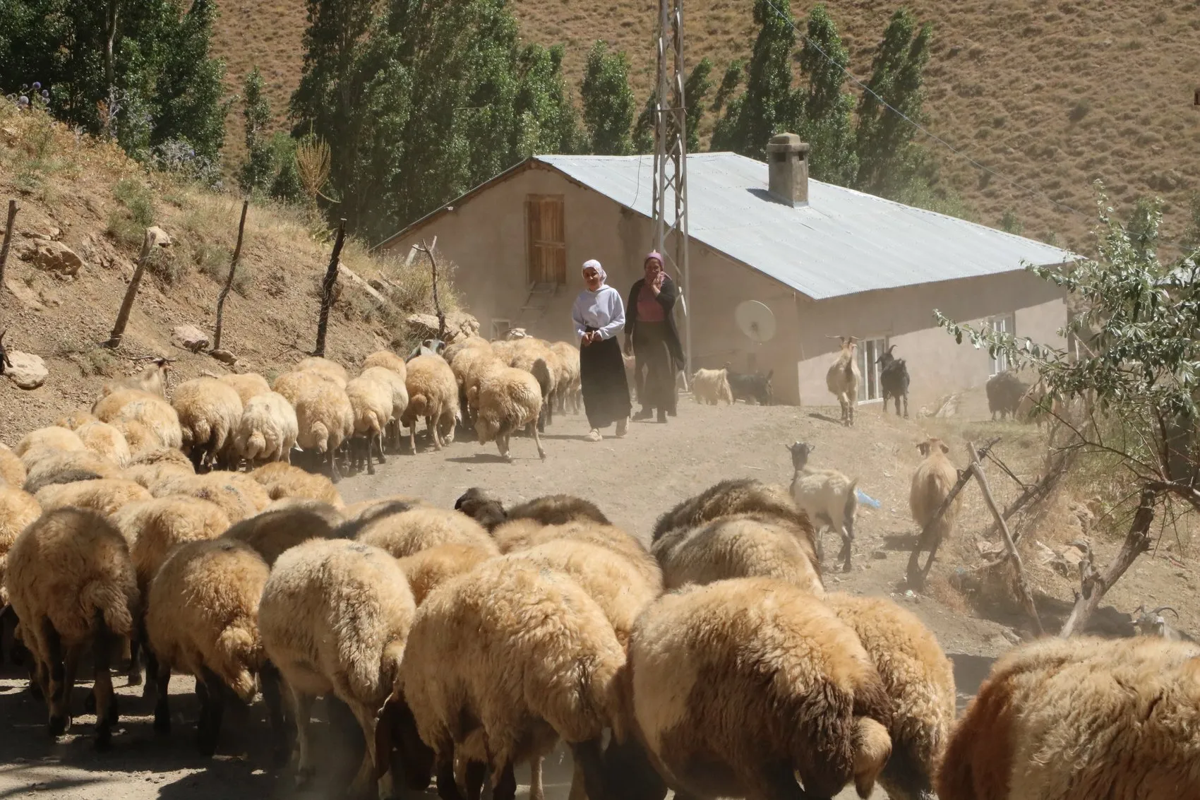 Yüksekova Gedikli mezrasında susuz kalan besiciler çözüm bekliyor