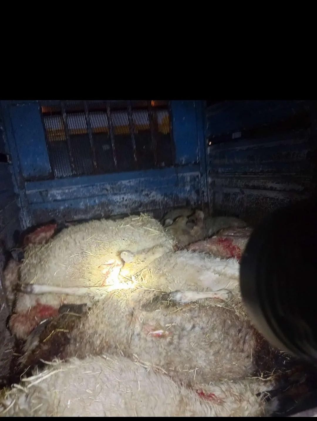 Çınar'da gece yağışı ağıla yıldırım düşürdü
