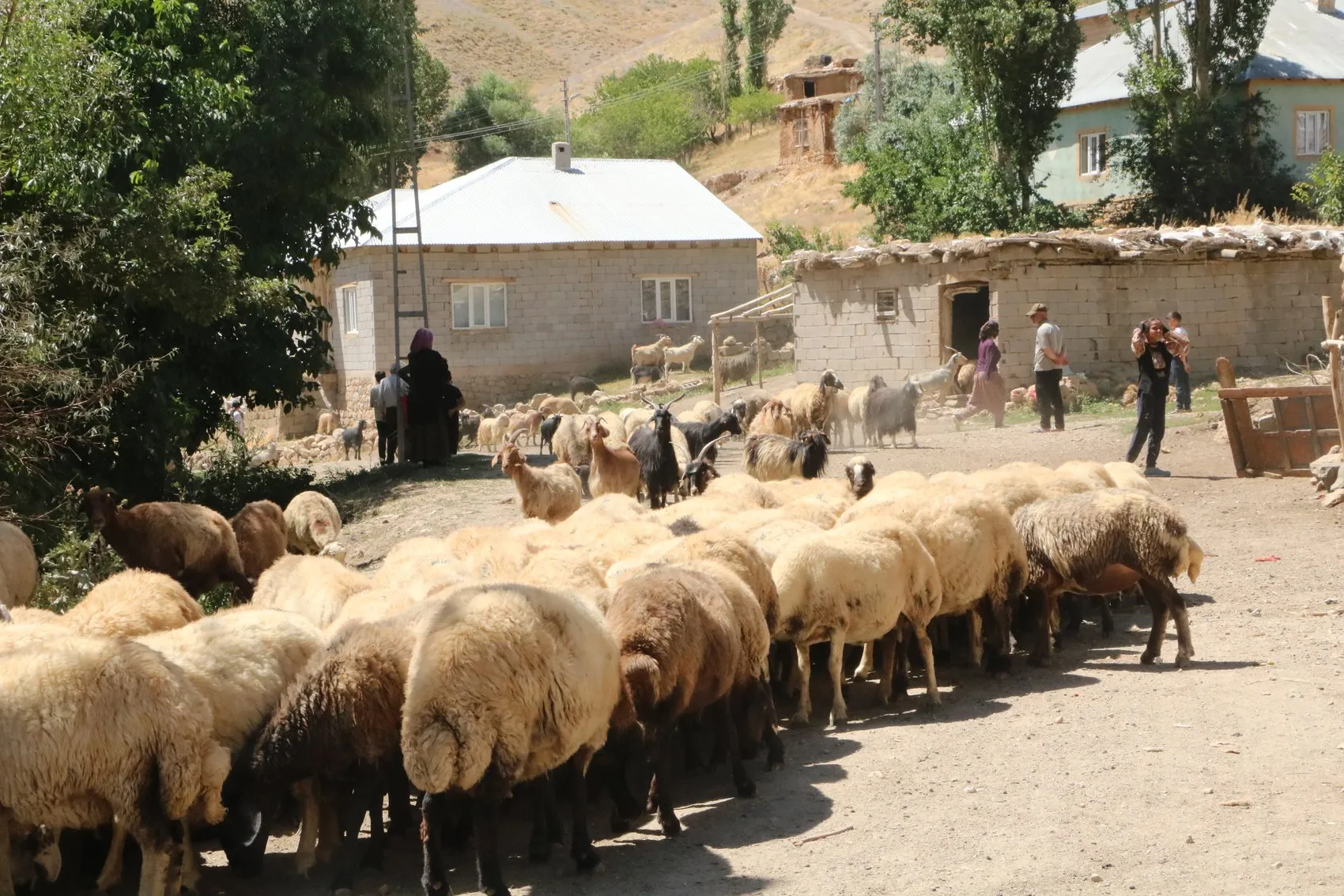 Yüksekova Gedikli mezrasında susuz kalan besiciler çözüm bekliyor