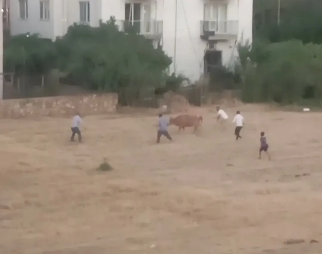 İpinden kurtulan inek sahibini yere devirdi, kovalamaca kamerada