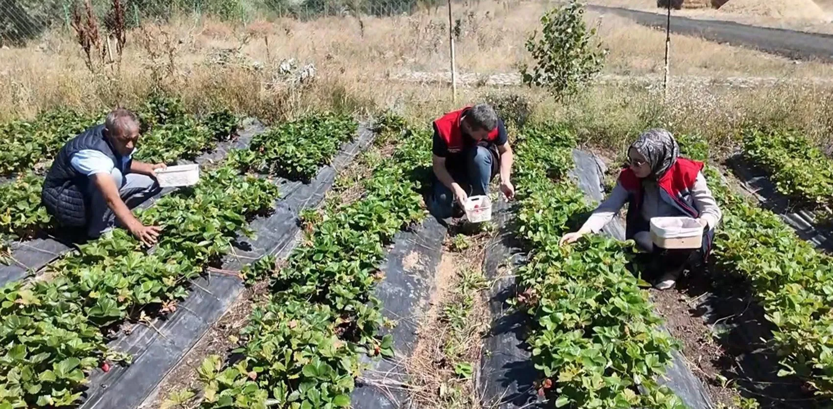 Ağrılı üretici aldığı devlet desteğiyle çilek bahçesini büyütmeyi başardı