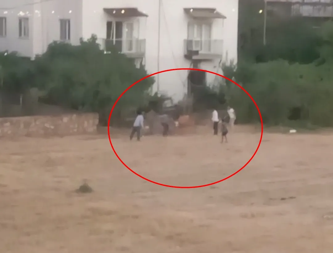 İpinden kurtulan inek sahibini yere devirdi, kovalamaca kamerada