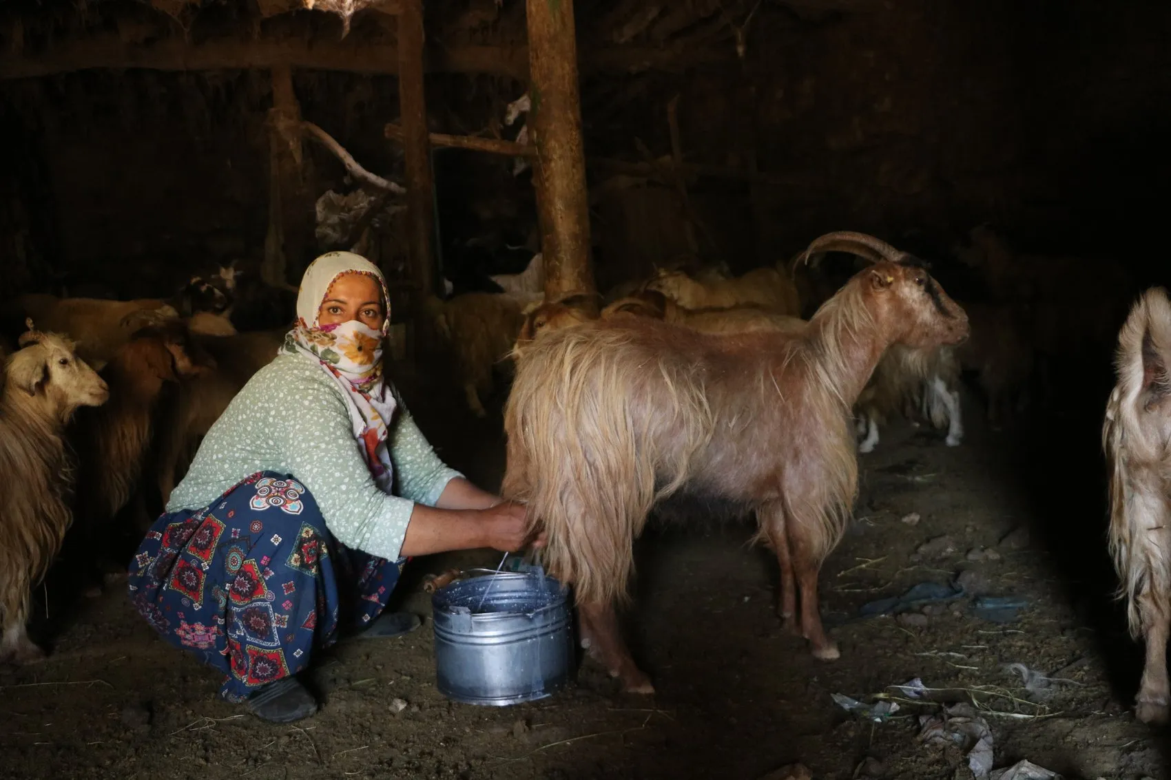 Yüksekova Gedikli mezrasında susuz kalan besiciler çözüm bekliyor