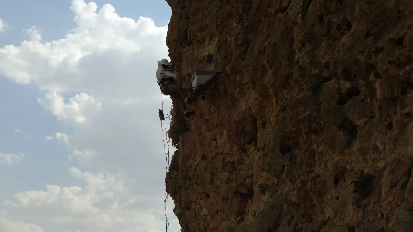 Batmanlı öğretmen yüzlerce metre yükseklikte kaya balı topluyor