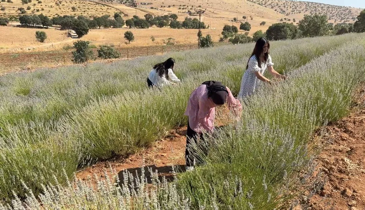 Midyatlı kadınlar kırk yıllık boş araziyi lavanta tarlasına çevirdi