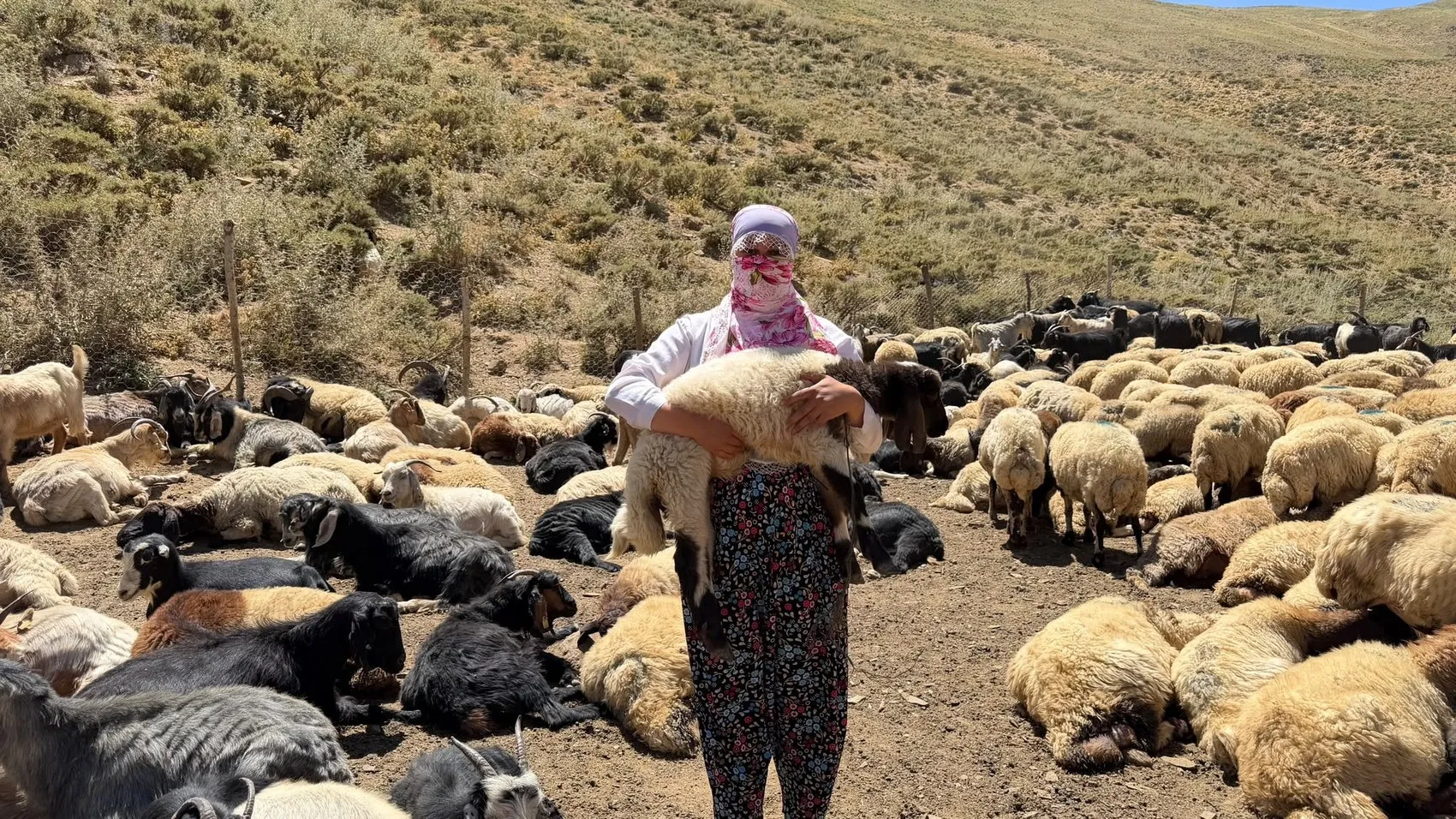 Hakkari yaylalarında mesai bitimi halayla gelen neşe