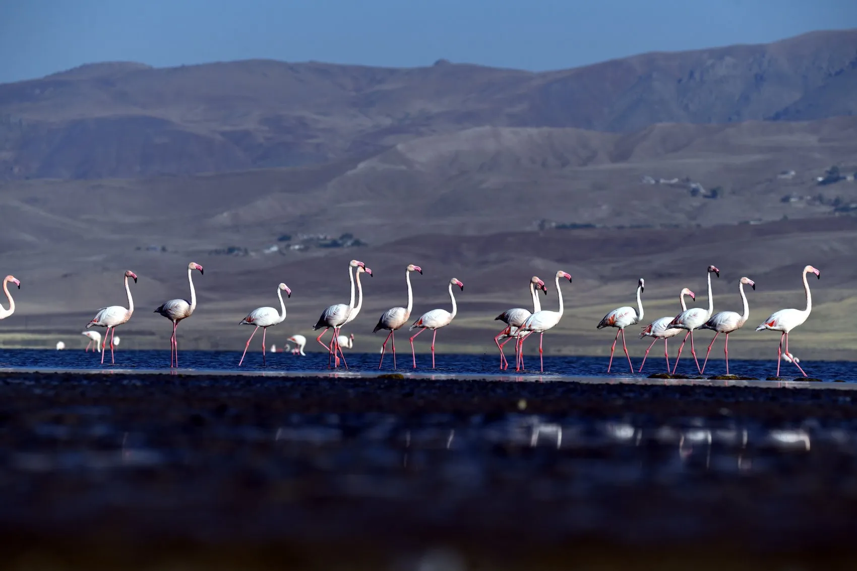Van Erçek Gölü flamingoların göç öncesi buluşma noktası oldu