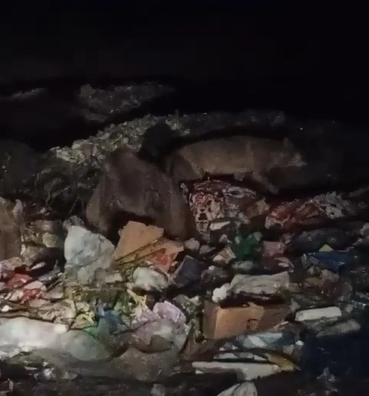 Bingöl'de ayı ve kurtlar yerleşim yerlerine kadar indi
