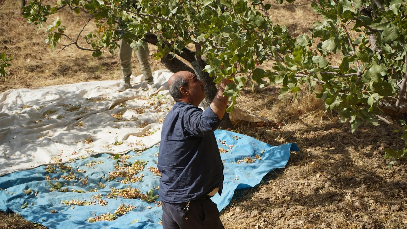 Siirtli üreticiler hırsızlık korkusuyla fıstık hasadını erkene çekti